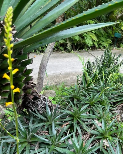 Dyckia brevifolia