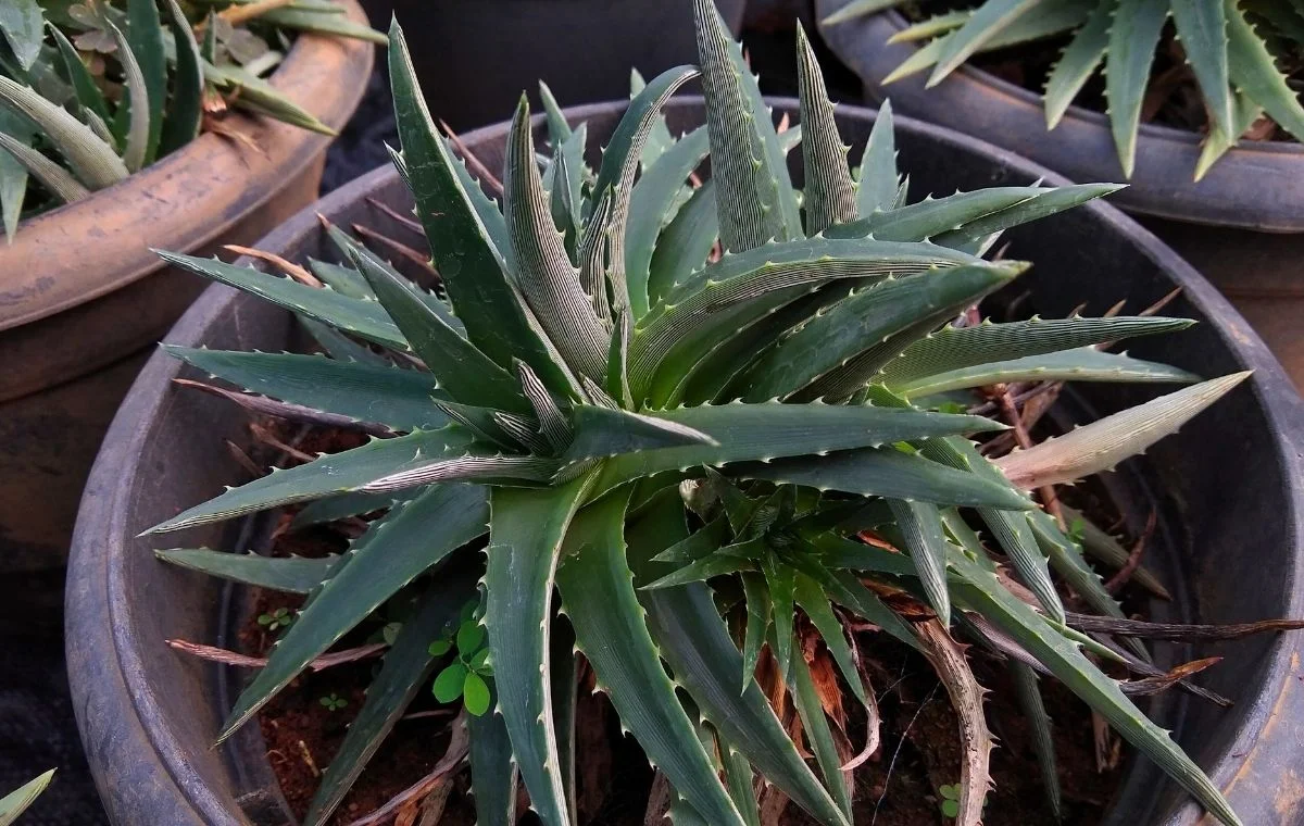 Dyckia brevifolia