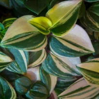 Tradescantia fluminensis