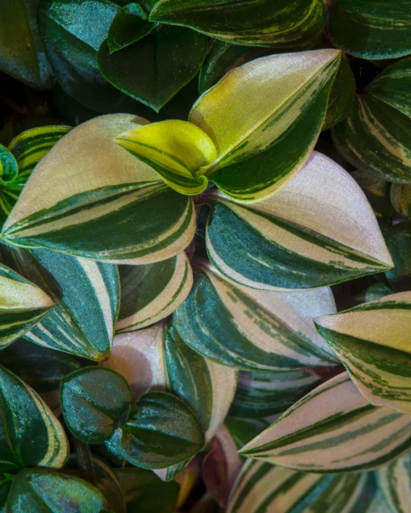 Tradescantia fluminensis