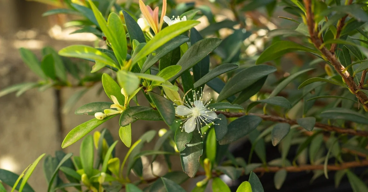 Cerejeira-anã - Eugenia mattosii