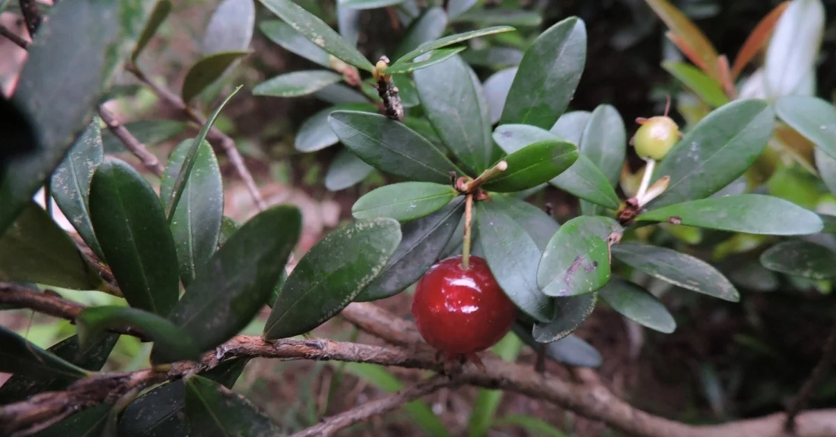 Pitanga-anã - Eugenia mattosii