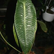 Anthurium veitchii