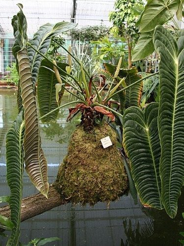 Anthurium veitchii
