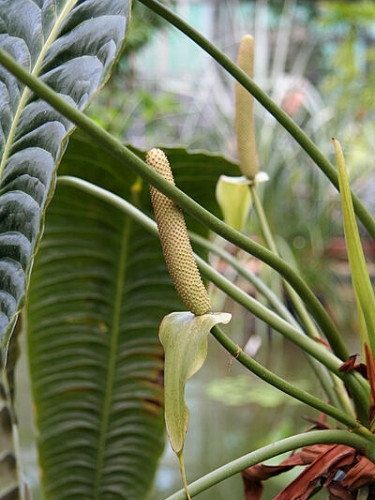 Anthurium veitchii