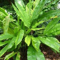 Ciclanto - Cyclanthus bipartitus