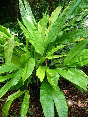 Ciclanto - Cyclanthus bipartitus