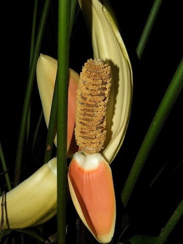 Ciclanto - Cyclanthus bipartitus