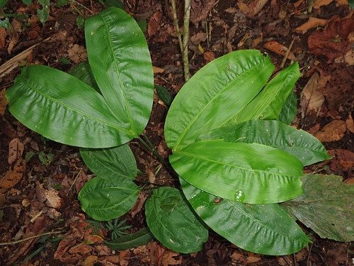 Ciclanto - Cyclanthus bipartitus