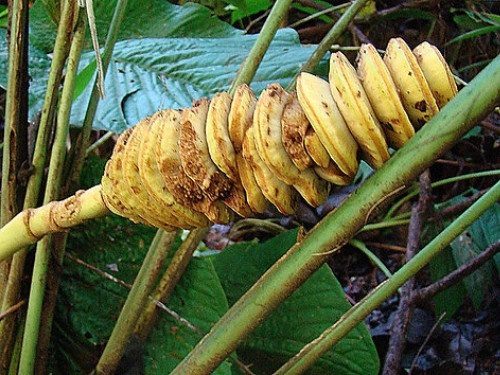 Ciclanto - Cyclanthus bipartitus