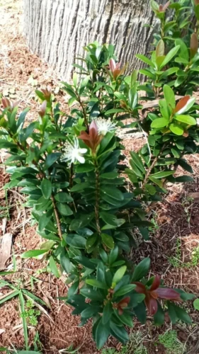 Cerejeira-anã - Eugenia mattosii