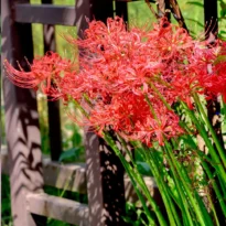 Lycoris radiata