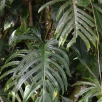 Philodendron elegans