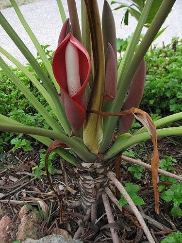 Guaimbê-ondulado - Thaumatophyllum undulatum