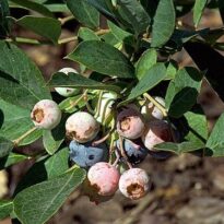 Mirtilo Vacinum virgatum