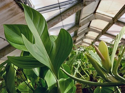 Philodendron panduriforme