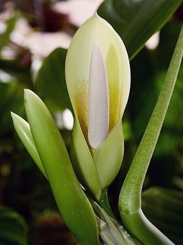 Philodendron panduriforme
