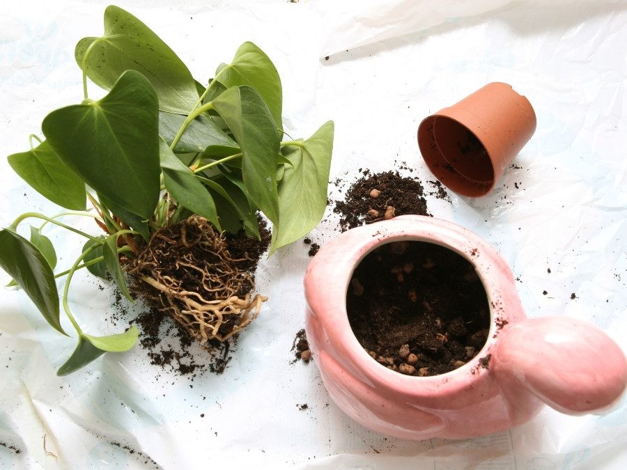 como replantar antúrios