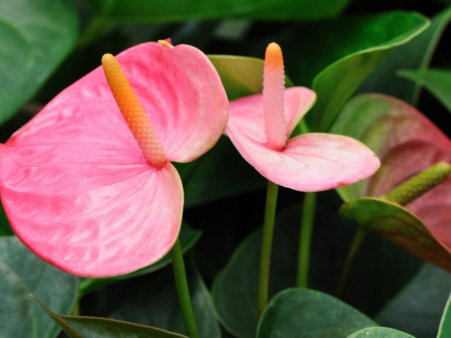 Antúrio cor-de-rosa