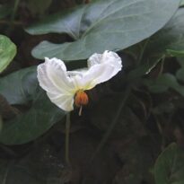 Lycianthes asarifolia