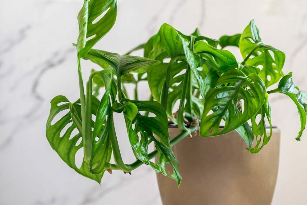 Monstera adansonii