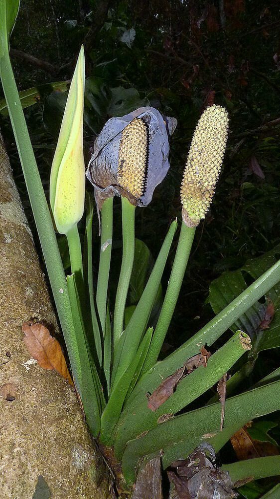 Inflorescência e fruto Monstera adansonii