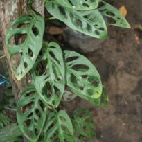 Monstera adansonii