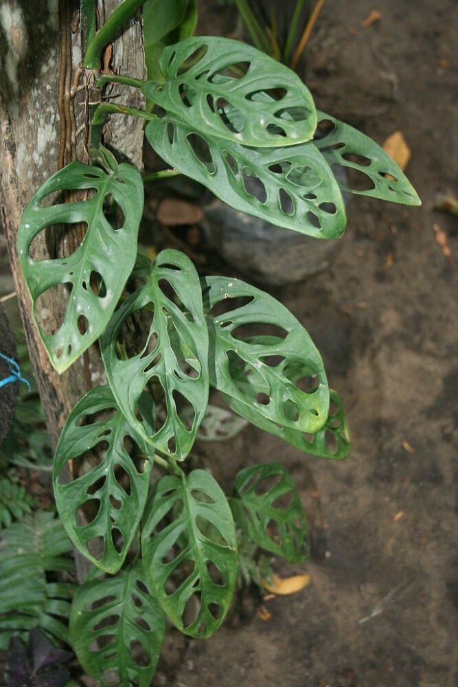Monstera adansonii