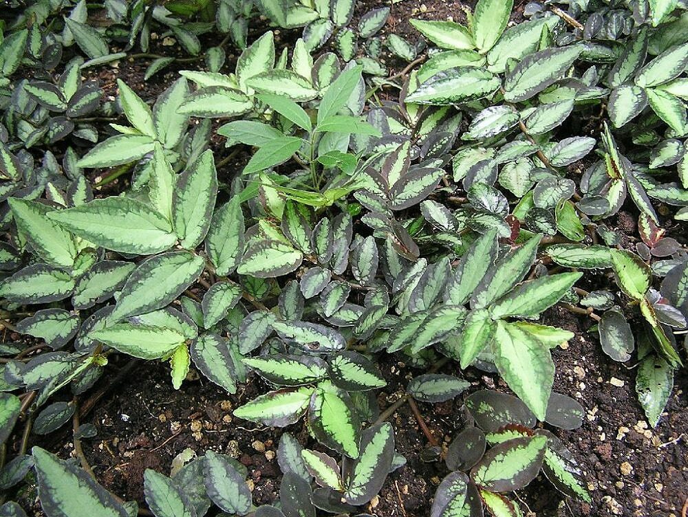 Maria-fumaça - Pellionia repens