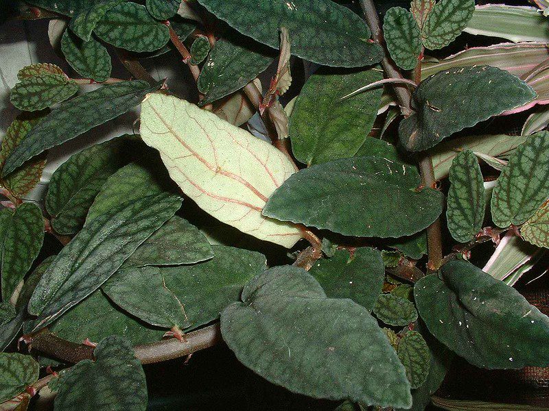 Maria-fumaça - Pellionia repens pulchra