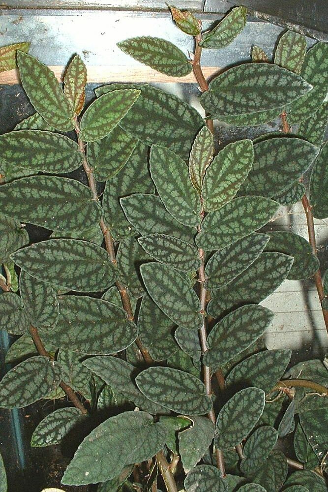 Maria-fumaça - Pellionia repens pulchra