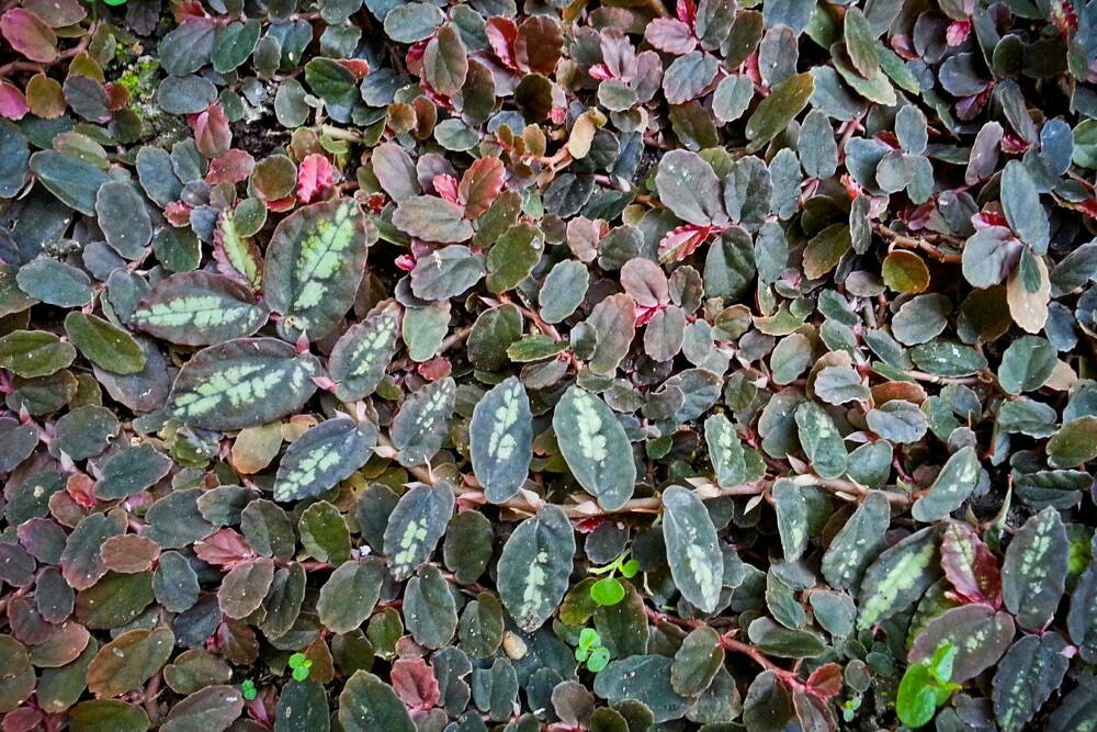 Maria-fumaça - Pellionia repens
