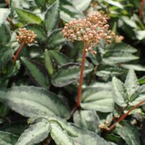 Maria-fumaça - Pellionia repens Inflorescência