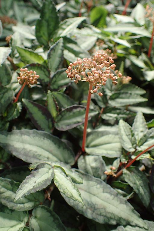 Maria-fumaça - Pellionia repens Inflorescência