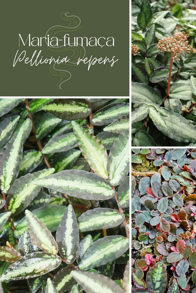 Imagem para o Pinterest Pellionia repens