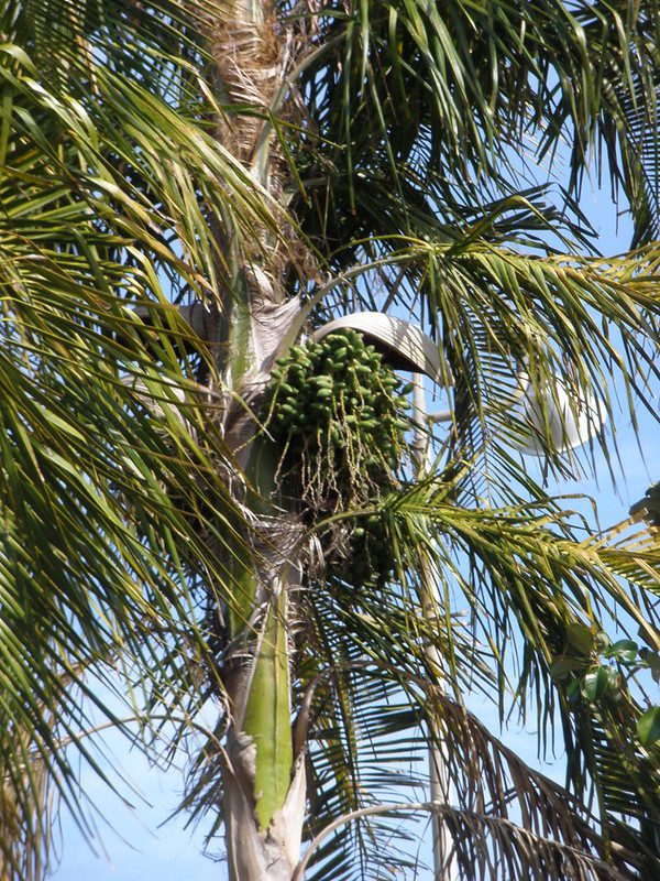 Palmeira Pati - Syagrus botryophora