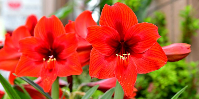 Amarílis - Hippeastrum hybridum