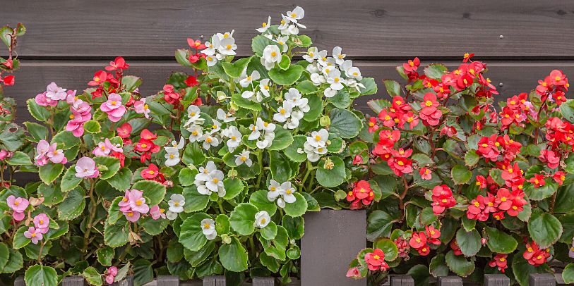 Begônia-cerosa - Begonia semperflorens