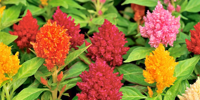 Crista-plumosa - Celosia argentea