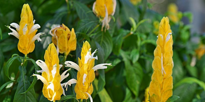 Camarão-amarelo - Pachystachys lutea