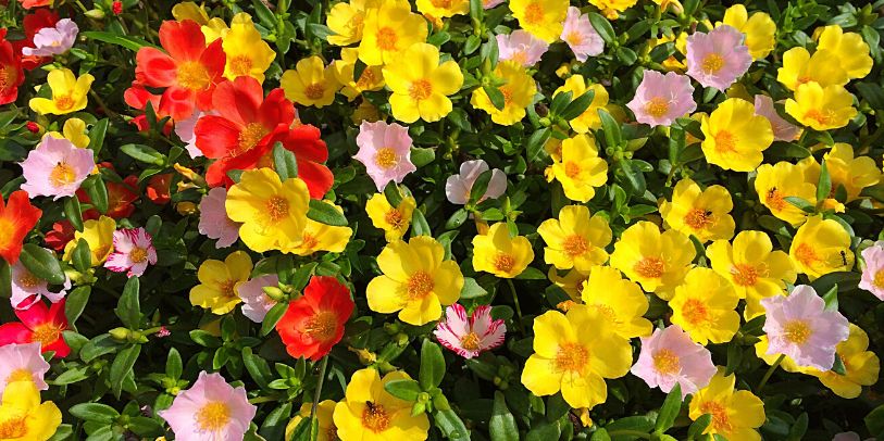Beldroega – Portulaca oleracea