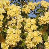 Rosa banksiae