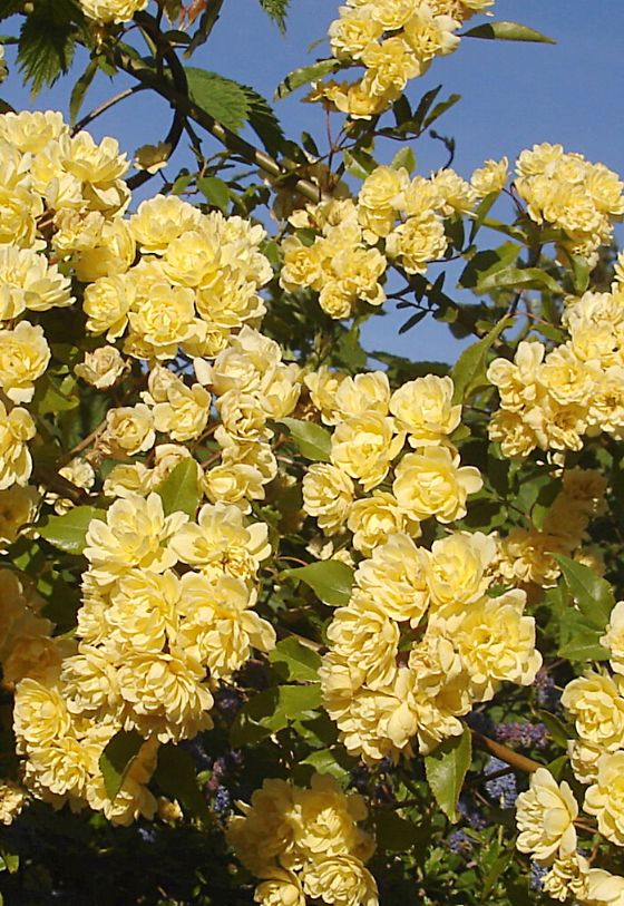 Rosa banksiae
