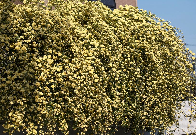 Rosa banksiae