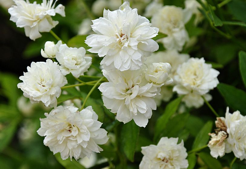 Rosa banksiae alba