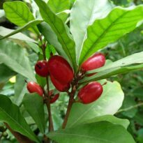 Synsepalum dulcificum