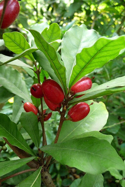 Synsepalum dulcificum