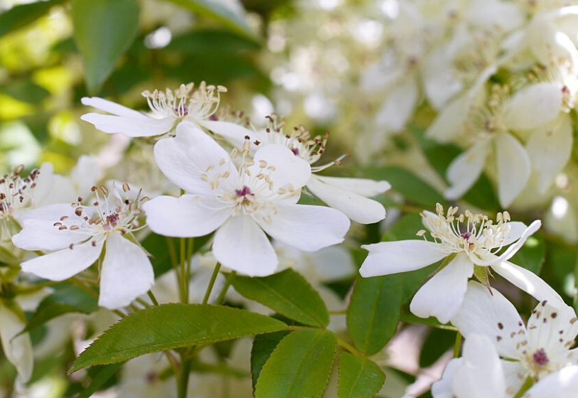 Rosa banksiae var normalis