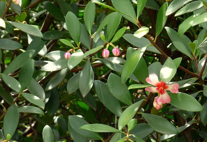 Clúsia-porcelana - Clusia orthoneura