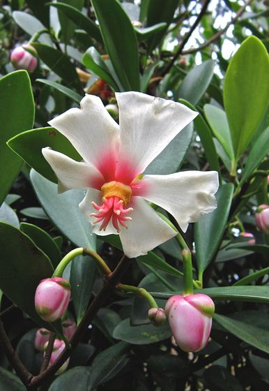 Clúsia-porcelana - Clusia orthoneura